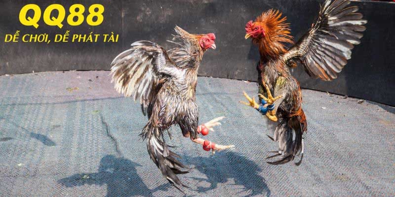 Lợi ích khi tham gia cược đá gà tại trang game qq88